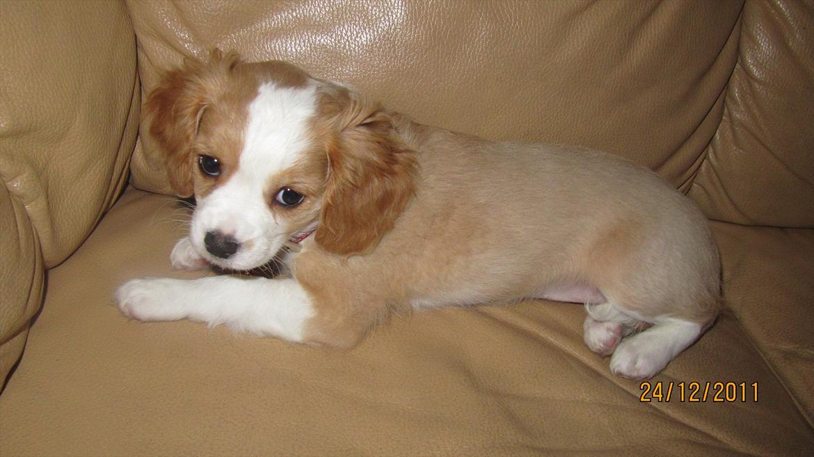 Blanding af racer Flykra billede 5