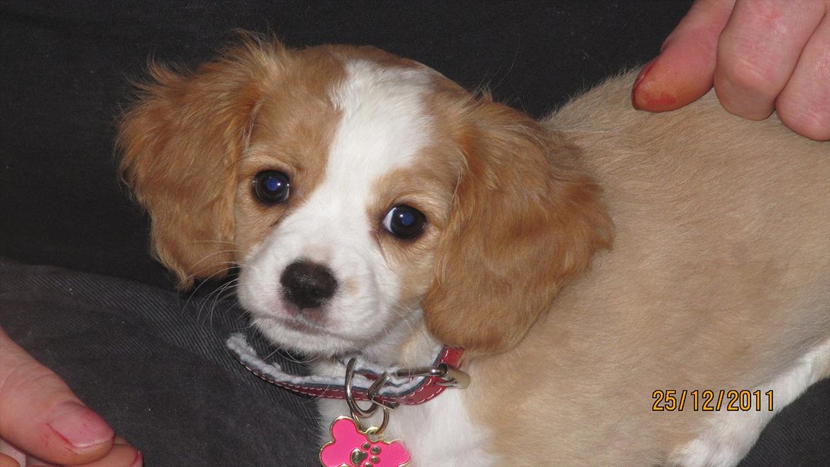 Blanding af racer Flykra billede 6