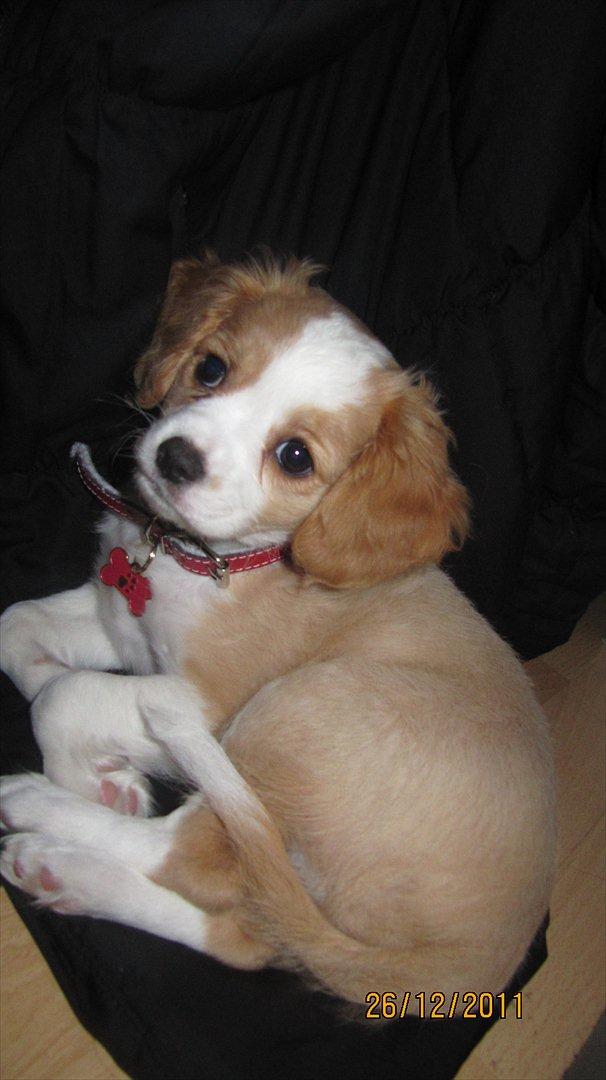 Blanding af racer Flykra billede 7