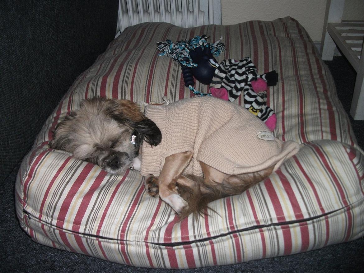 Lhasa apso Laura billede 2