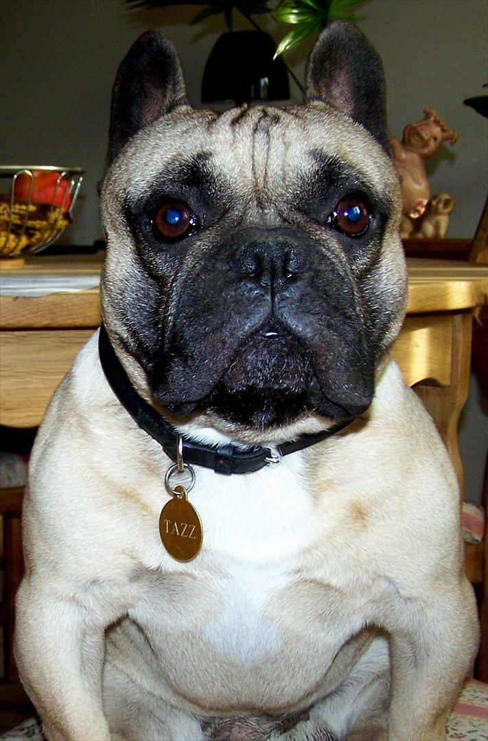 Fransk bulldog Tazz billede 1