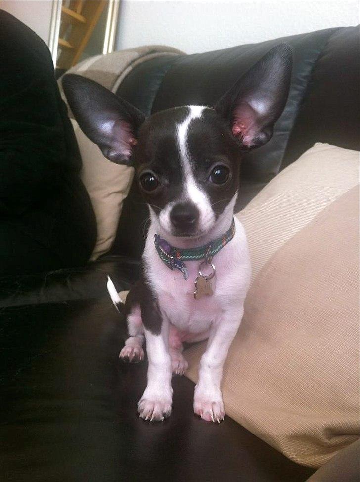Chihuahua Kato (Min mors charmetrold) - December '11 :-)  billede 7