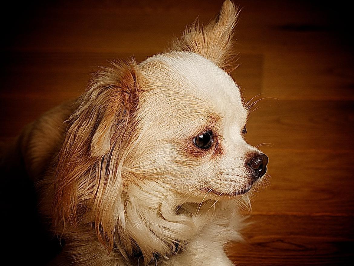 Chihuahua Diva Aka Pølsen billede 1