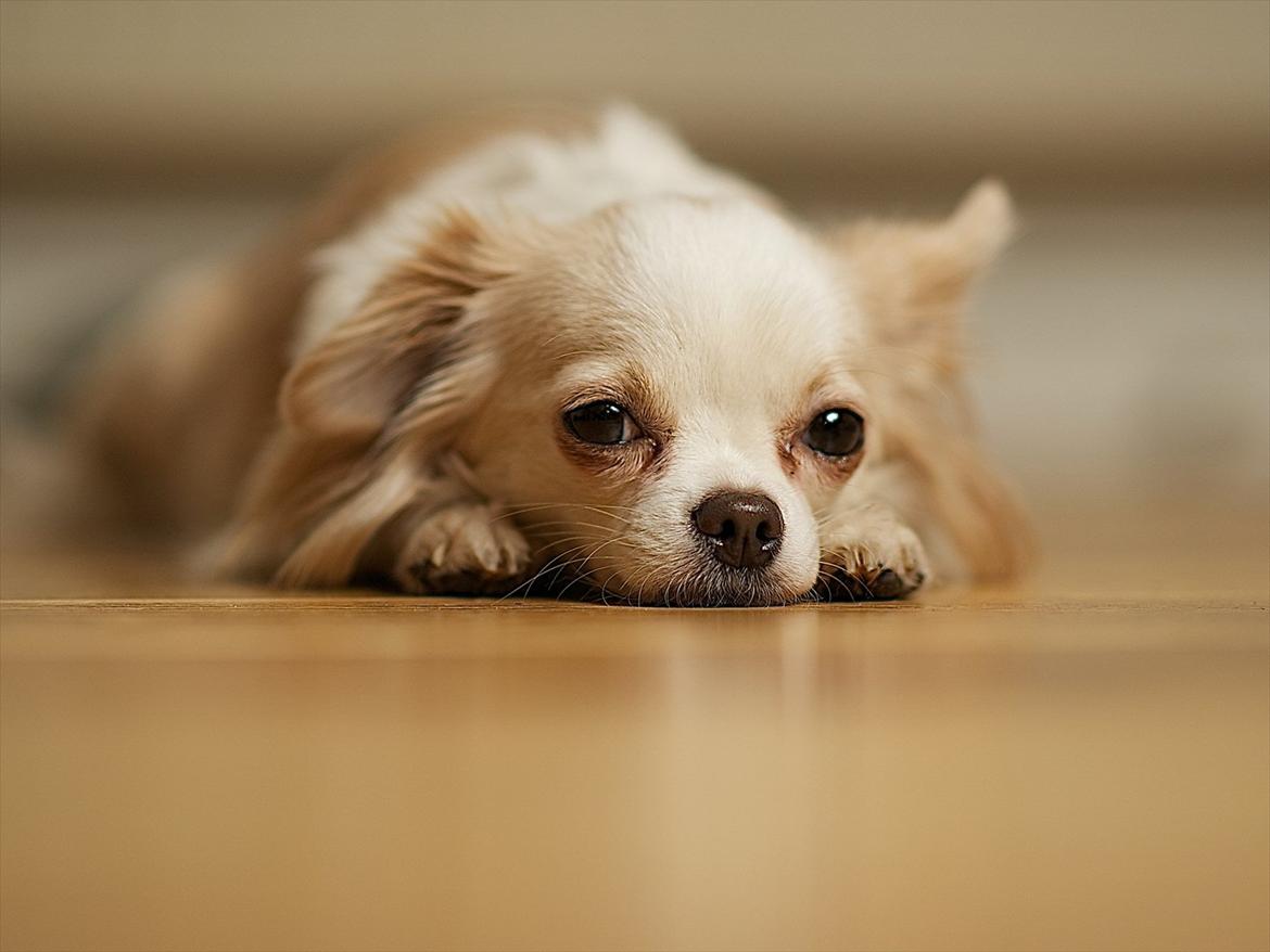 Chihuahua Diva Aka Pølsen billede 2