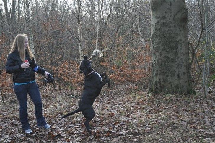 Blanding af racer Azza - GIV MIG SÅ DEN PIND, DIT DUMME REB!!! :D billede 7