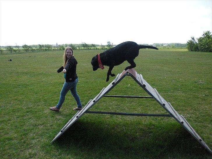 Blanding af racer Azza - Mit ynglingslegetøj fra hundeskoven! Det her er den største de har - er jeg lige sej eller hvad? :D billede 4