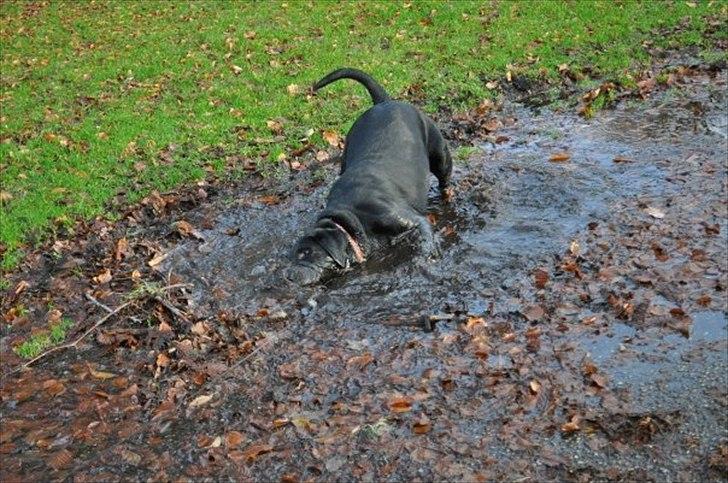 Blanding af racer Azza - Lækker stor våd mudderpøl - lige noget for mig! billede 2