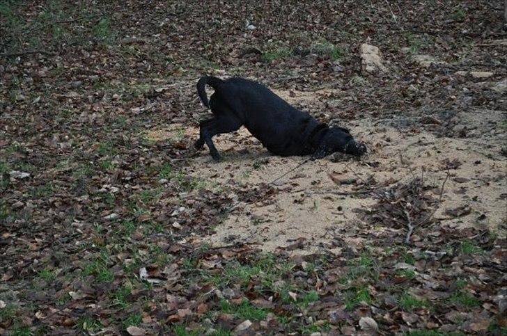 Blanding af racer Azza - Tja, når nu vi er blevet goodt og grundigt våd så lad os da endelig rulle lidt i noget savsmuld.. MhMh mor kommer til at elske mig ;D billede 18