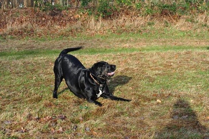 Blanding af racer Azza - Leg i skoven! Weeei! billede 3