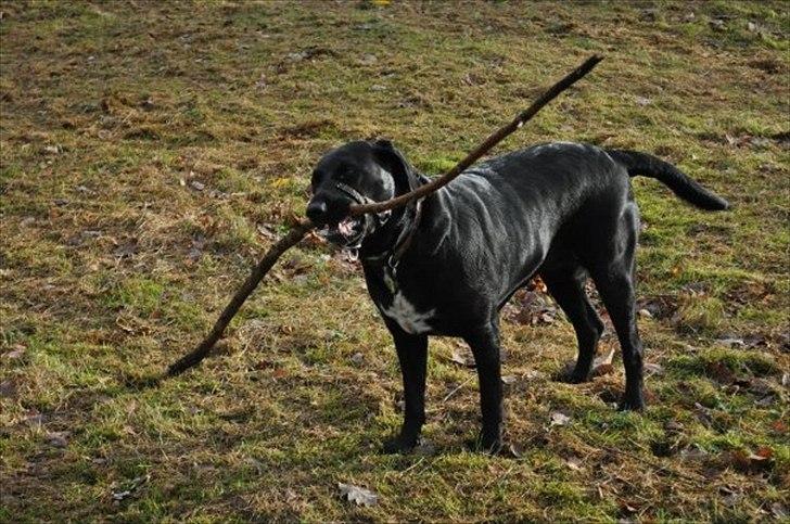 Blanding af racer Azza - Nu den bette gren du løber rundt med, ikke særlig interessant længere! Min er større end din! :D billede 9
