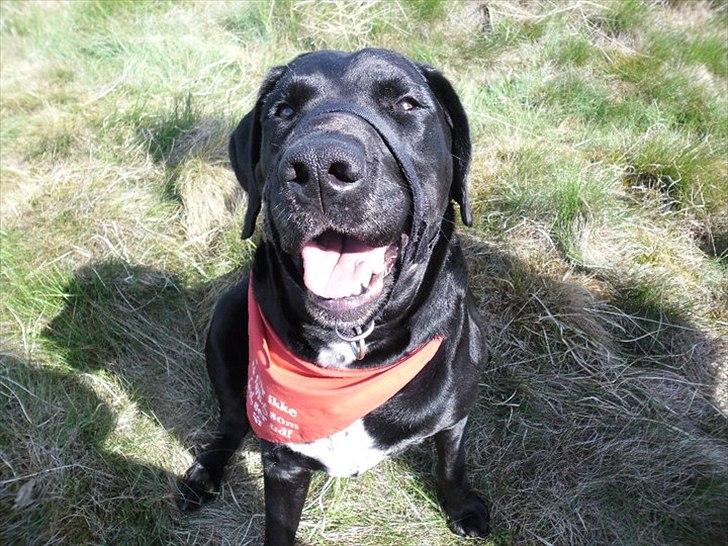 Blanding af racer Azza - Velkommen til min profil :D Nyd mig ;D
Varm sommerdag i hundeskoven ^^ Loving it! billede 1