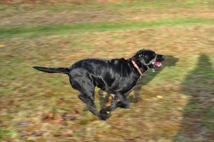 Blanding af racer Azza - Nnnnnnnnnjeeeuuun! Og væk var jeg.. :O billede 15