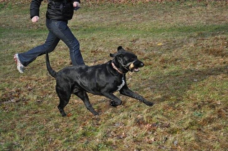 Blanding af racer Azza - Laugh, bette mor, hvor er du langsom! ;D billede 20