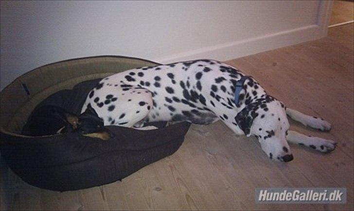 Dalmatiner Disel billede 1