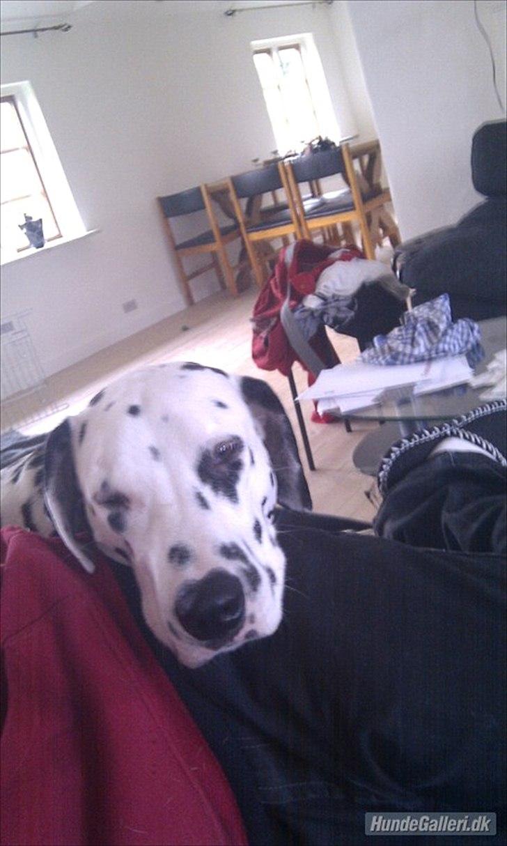 Dalmatiner Disel billede 2