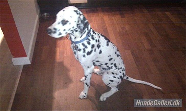 Dalmatiner Disel billede 3