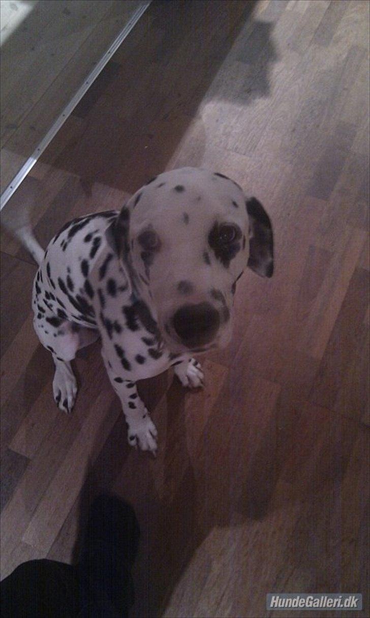 Dalmatiner Disel billede 4