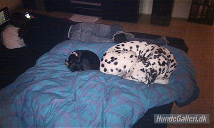 Dalmatiner Disel billede 5