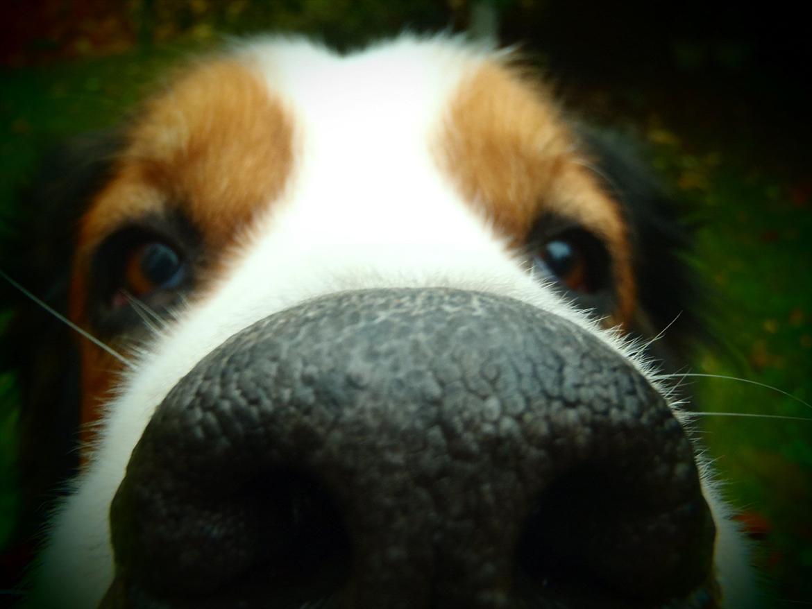 Blanding af racer Sofus R.I.P sept 2014 billede 6