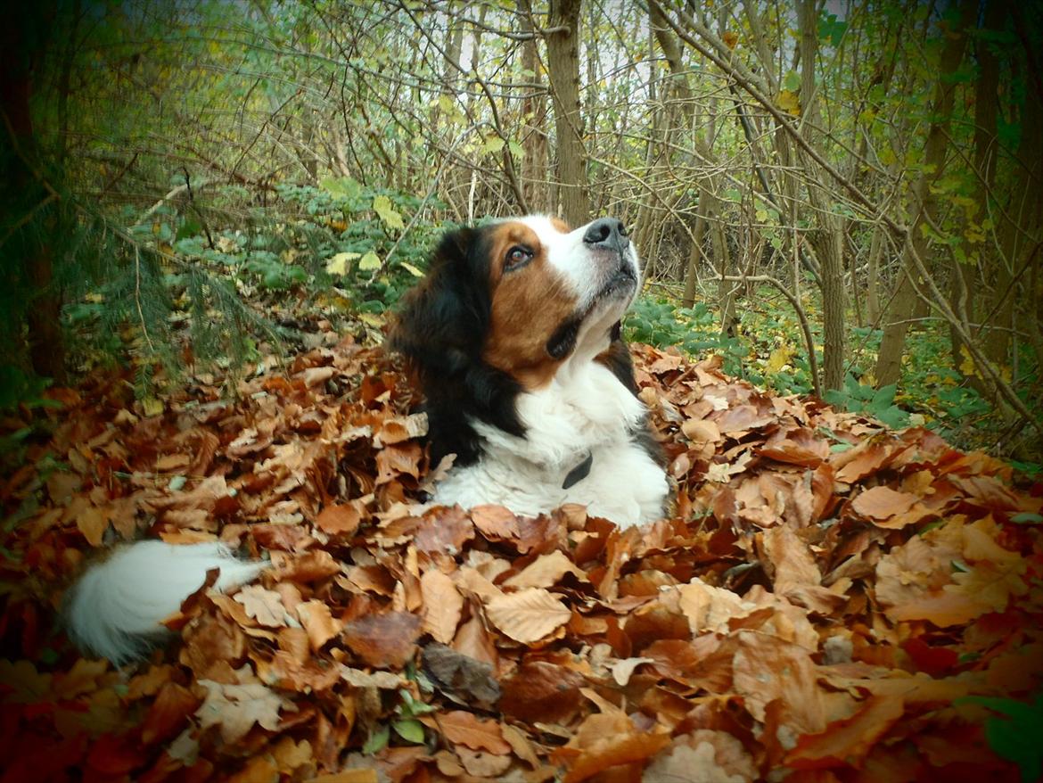 Blanding af racer Sofus R.I.P sept 2014 billede 8