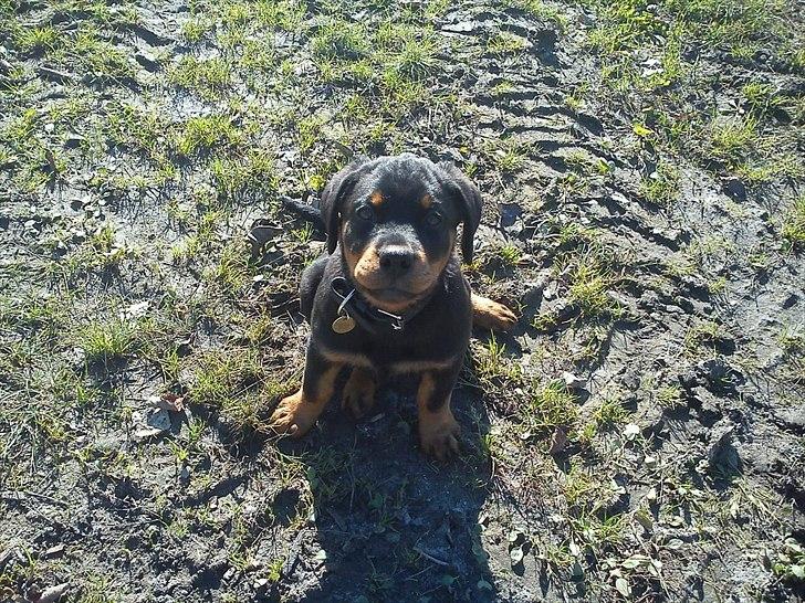 Rottweiler Kayla billede 1