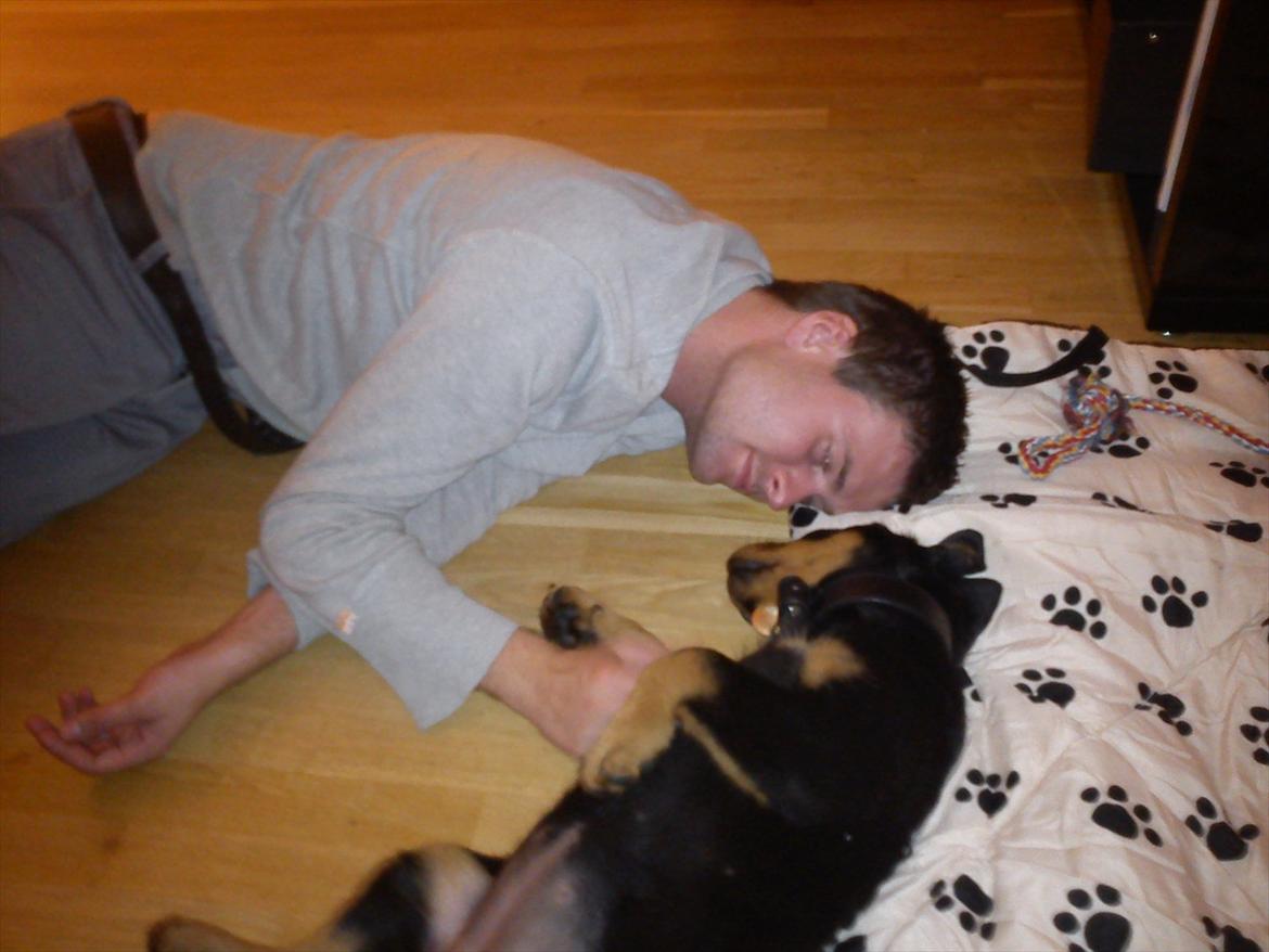 Rottweiler Kayla - Kayla er lige blevet hentet billede 2