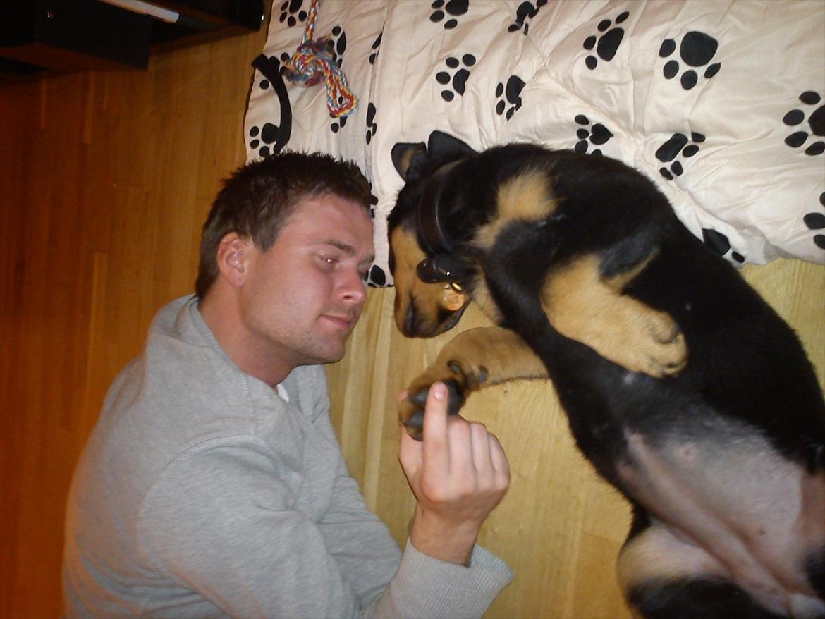 Rottweiler Kayla - Kayla er lige blevet hentet billede 3