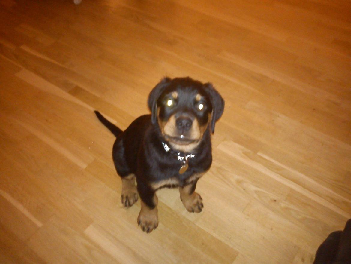 Rottweiler Kayla billede 4