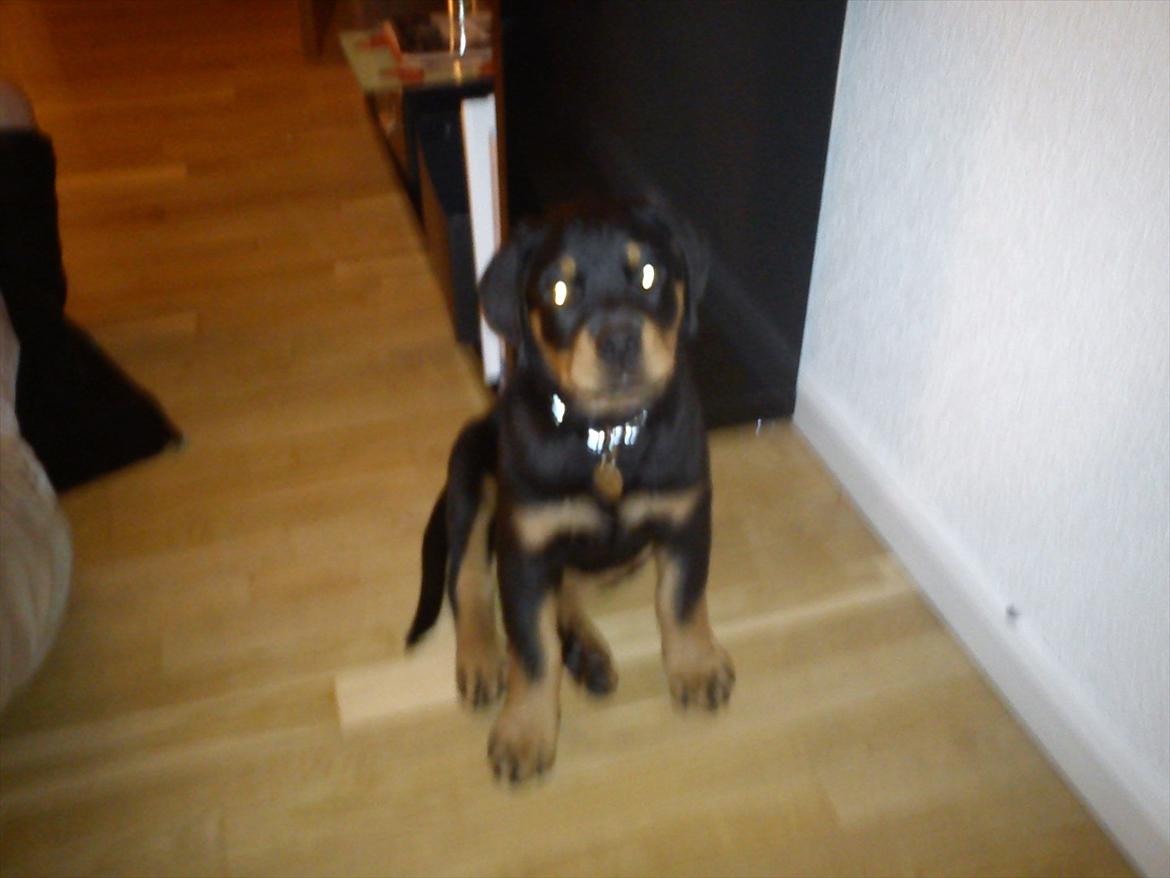 Rottweiler Kayla - Har vundet over mor i leg
 billede 5