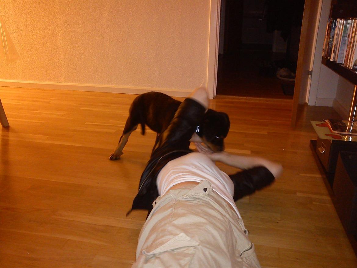 Rottweiler Kayla - Vi leger bare billede 6