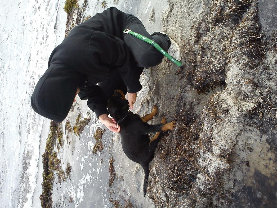 Rottweiler Kayla - Første dag på stranden billede 7