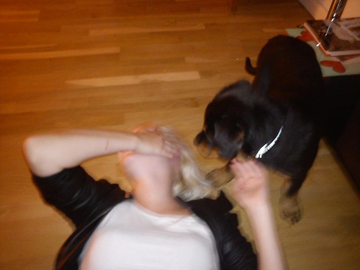 Rottweiler Kayla billede 8