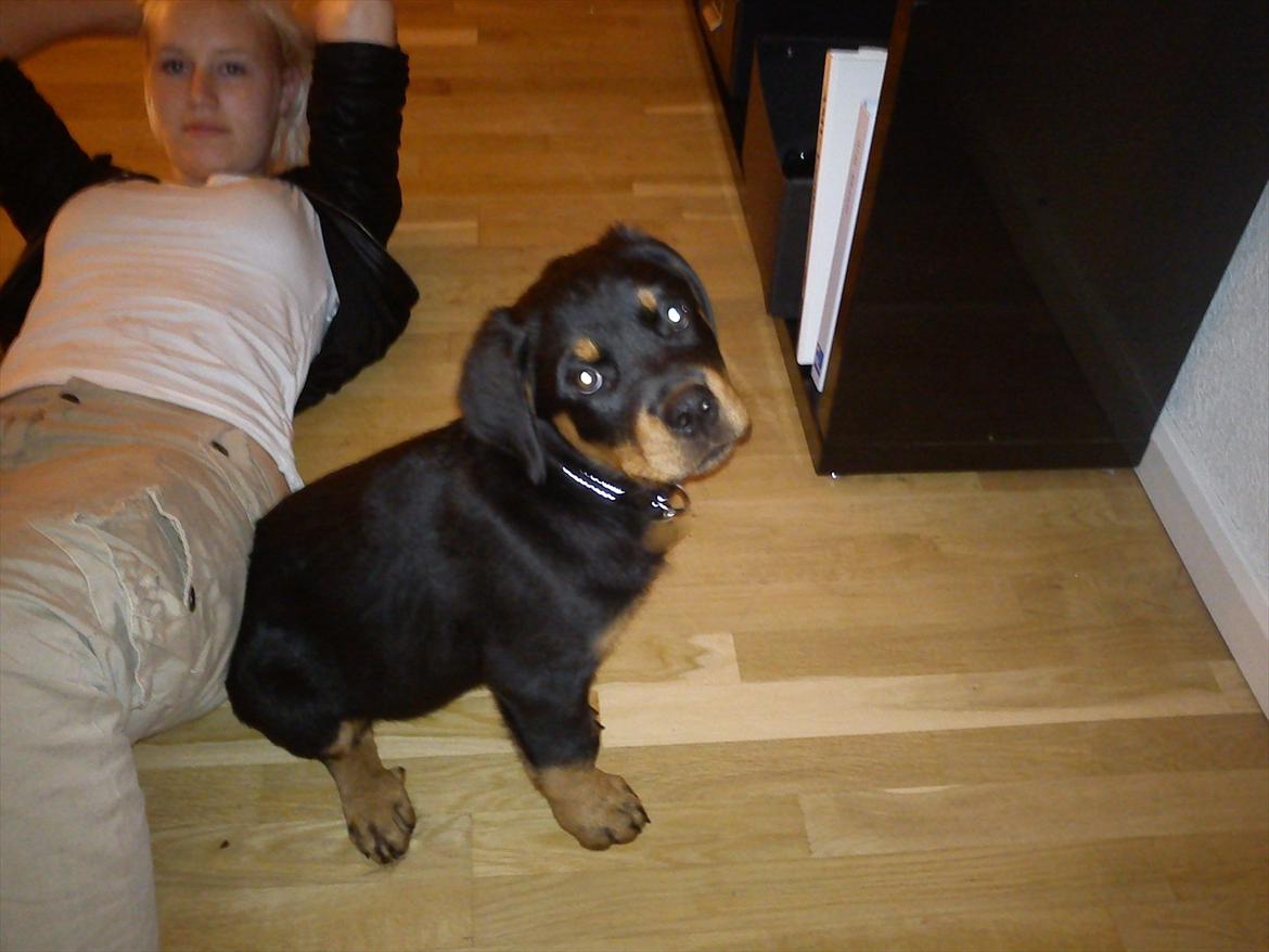 Rottweiler Kayla - Og vinderen er Kayla billede 9