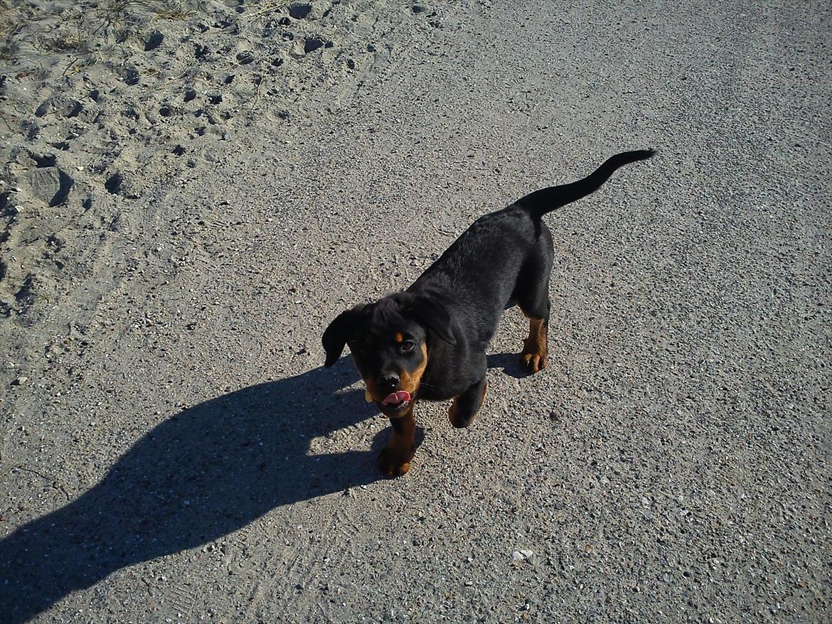 Rottweiler Kayla billede 10