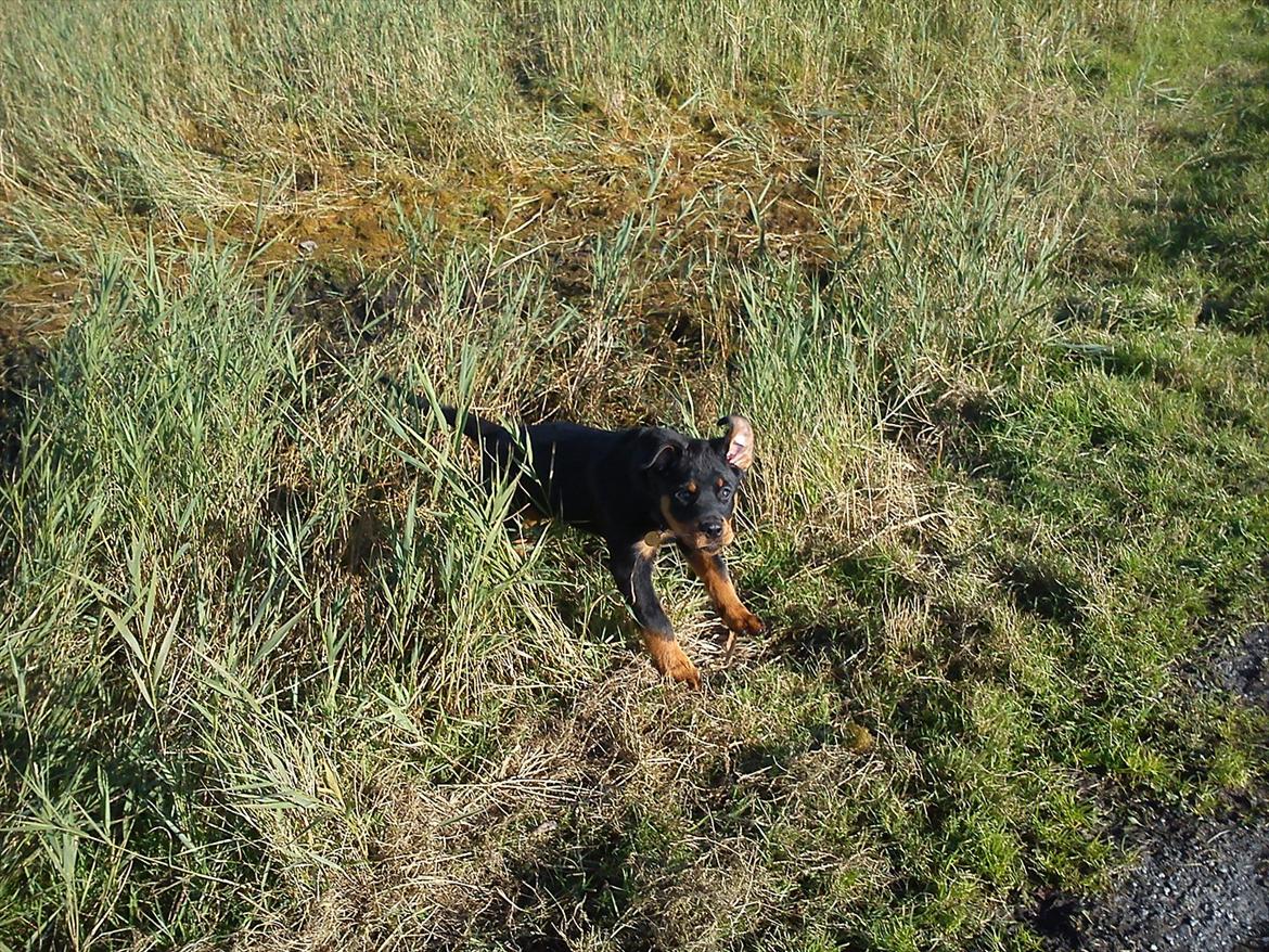 Rottweiler Kayla - flæsk og flyveøre  billede 11