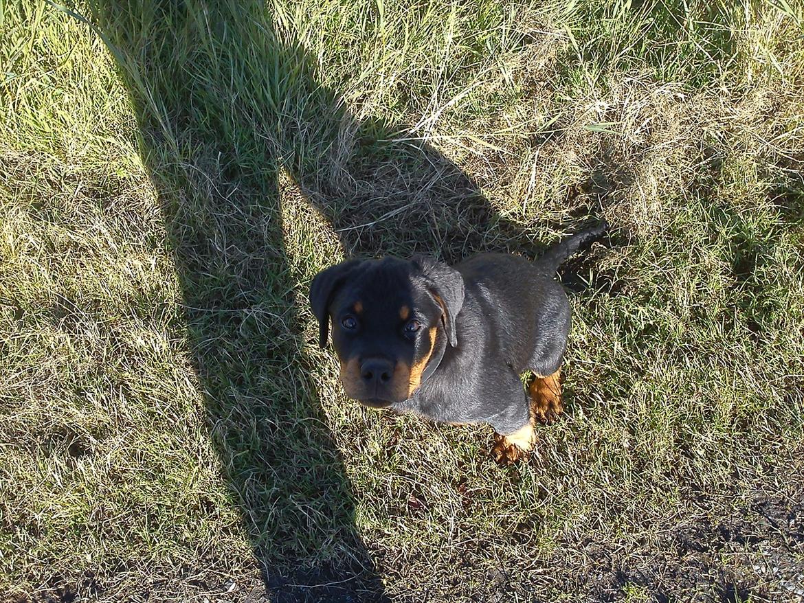 Rottweiler Kayla billede 12