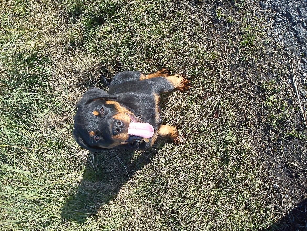 Rottweiler Kayla billede 13