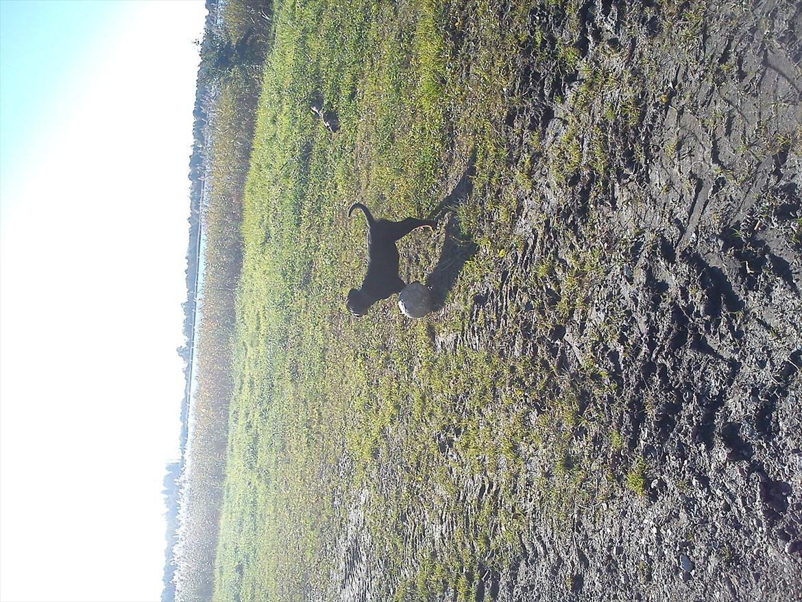 Rottweiler Kayla billede 14