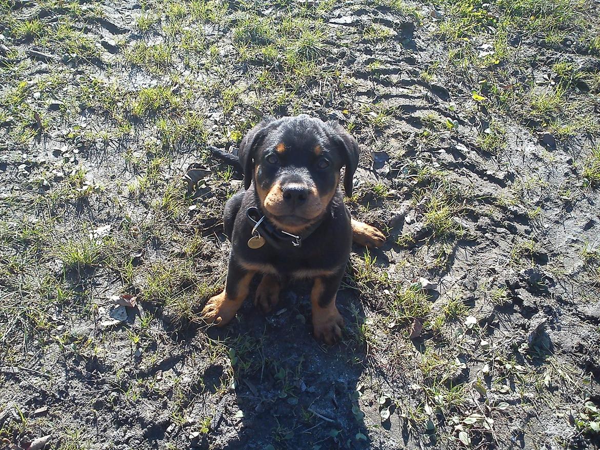 Rottweiler Kayla billede 15