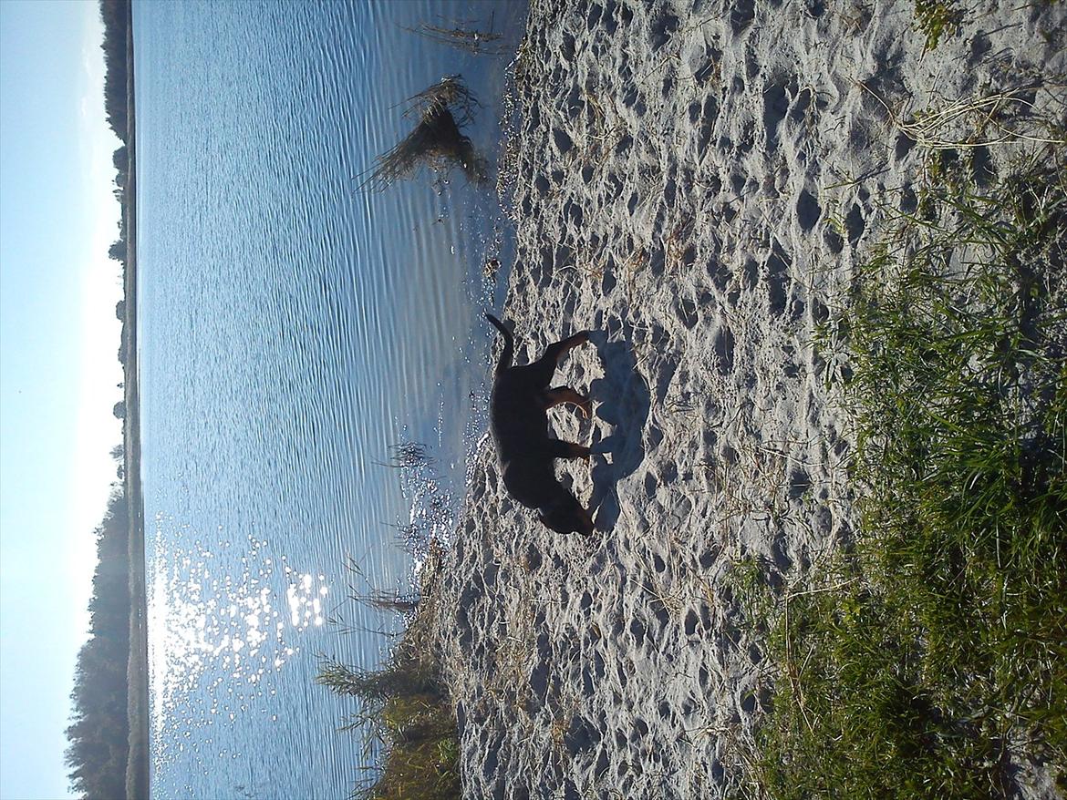 Rottweiler Kayla billede 16