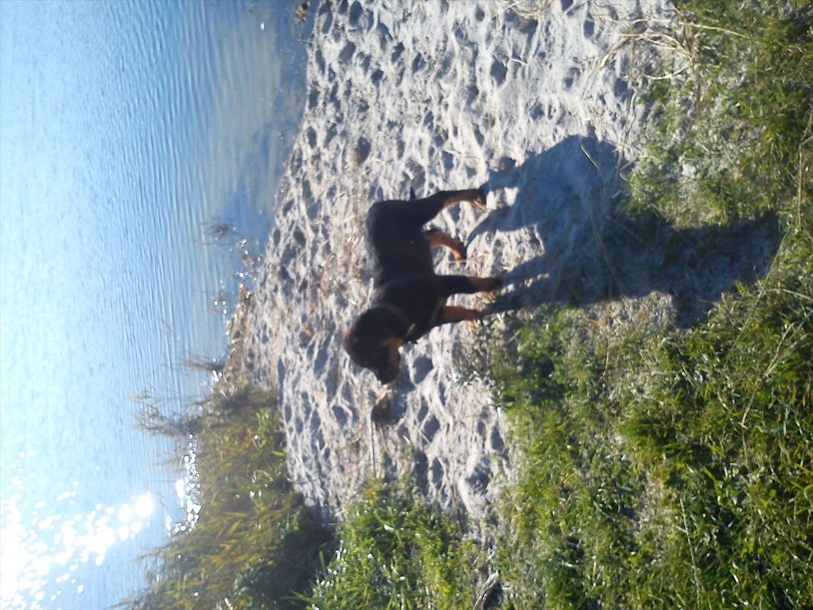 Rottweiler Kayla billede 17