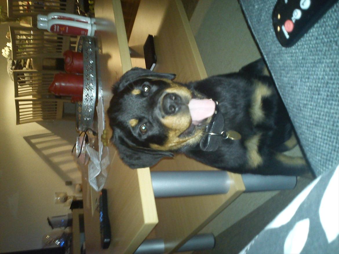 Rottweiler Kayla billede 18