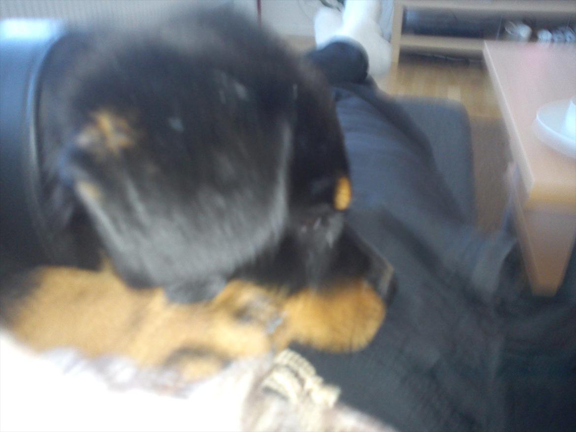 Rottweiler Kayla billede 19