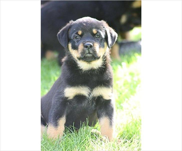 Rottweiler Kayla - Sådan så jeg ud da mor og far valgte mig - jeg er en charmetrold hva billede 20