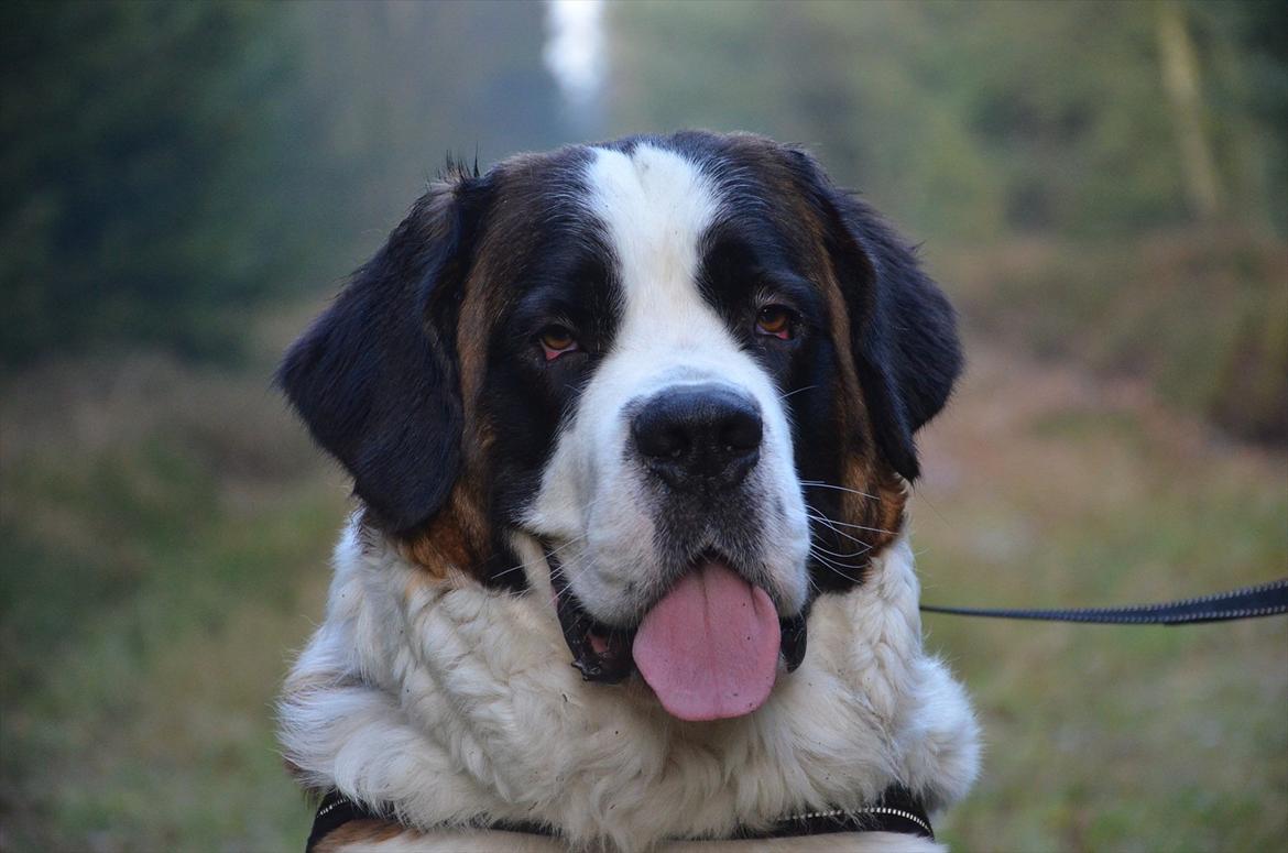 Sankt bernhardshund Bertha - Bertha 2 år billede 1