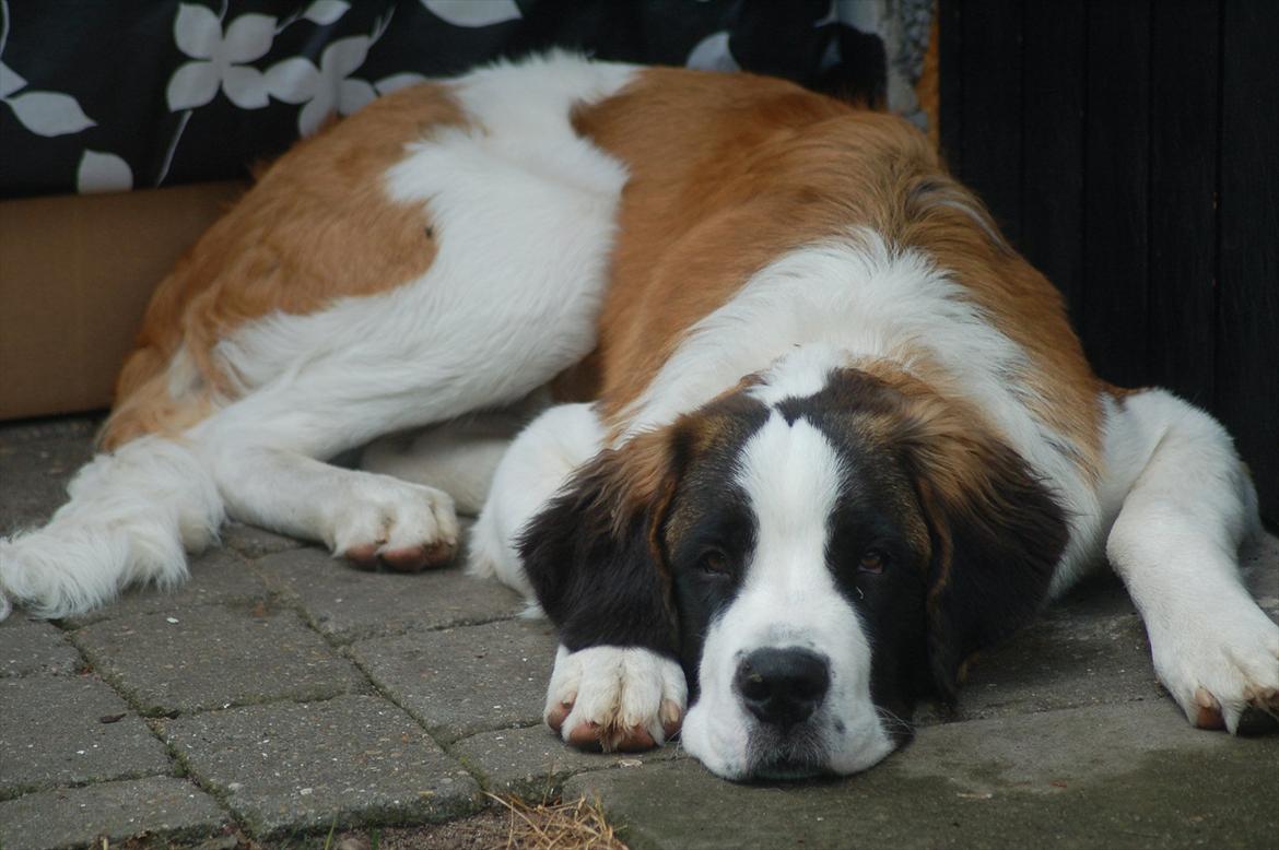 Sankt bernhardshund Bertha - Her er jeg 7 måneder billede 4