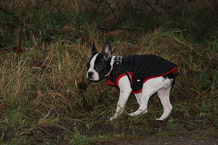 Fransk bulldog chowder billede 6