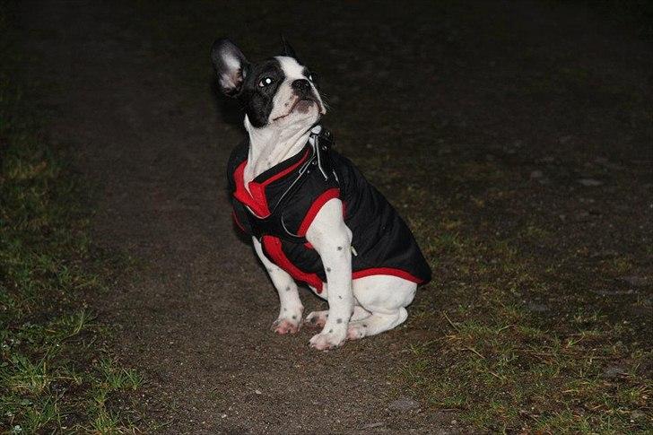 Fransk bulldog chowder billede 7