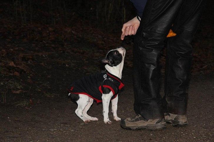 Fransk bulldog chowder billede 8