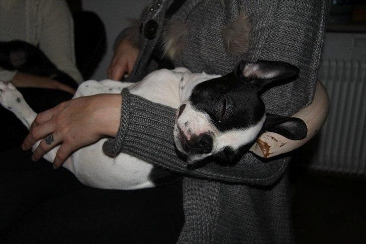 Fransk bulldog chowder billede 9